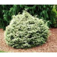 Tsuga canadensia'Gentsch White' 