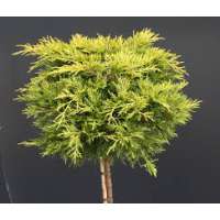 Juniperus pfitzeriana'Golden Joy' 