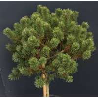 Pinus mugo'Piggelmee' 