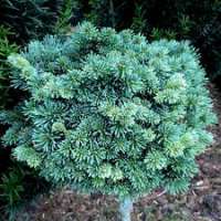 Abies Fraseri'Blue Bonnet' 