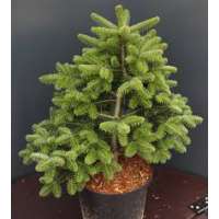 Abies homolepis'Nana' 
