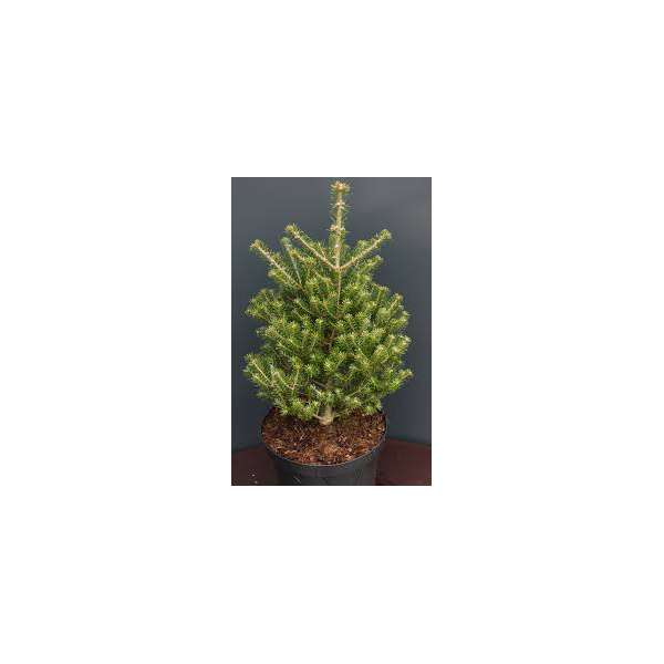 Abies koreana'Verdener Dom' 