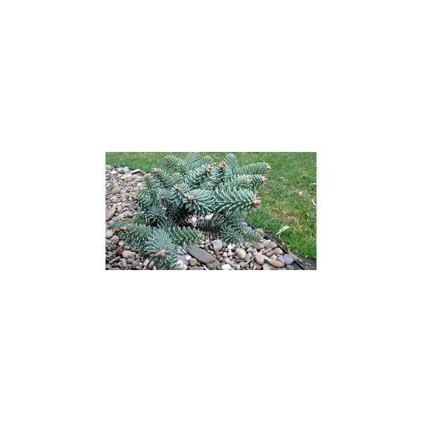 Abies pinsapo'Horstman' 