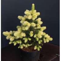 Picea pungens'Maigold' 