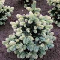 Picea pungens'Mackii' 