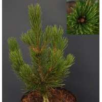 Pinus heldriechii'Little Dracula' 