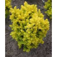 Taxus bacata'Dwarf Bright gold' 