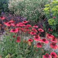 Gaillardia hybride'Burgunder'