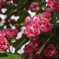 Malus toringoides'Mandarin' 