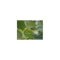 Tilia americana'Moltkei' 