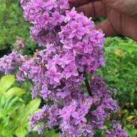Syringa chinensis 'Duplex' 