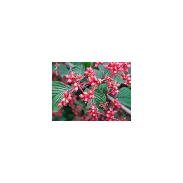Viburnum plicatum'Rowallane' 