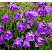 Campanula pulloides'Jelly Bells'