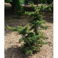 Cedrus brevifolia'Kenwith' 