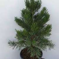 Sequoiadendron giganteum'Greenpeace' 
