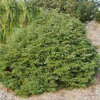 Tsuga canadensis'Rugg's Washington Dwarf' 