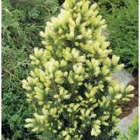 Picea glauca'J.W.Daisy's White' 