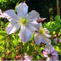 Clematis'White Prince Charles' 