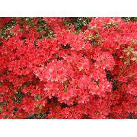 Azalea japonica'Kazuko' 