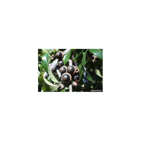 Quercus imbricaria 