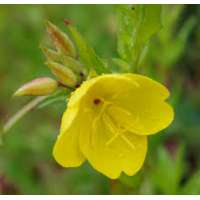 Oenothera fruticose'W.Cuthbrtson'
