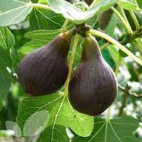 Ficus carica'Brown Turky' 