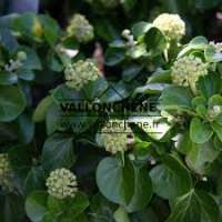 Hedera helix'Arbori Compact' 