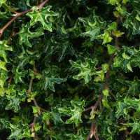 Hedera helix'Ivalace' 