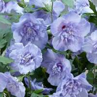 Hibiscus syriacus'Blue Chiffon' 
