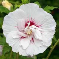 Hibiscus syriacus'China Chiffon' 