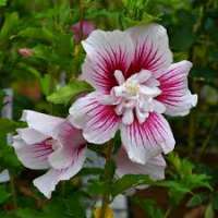 Hibiscus syriacus'Starburst Chiffon' 