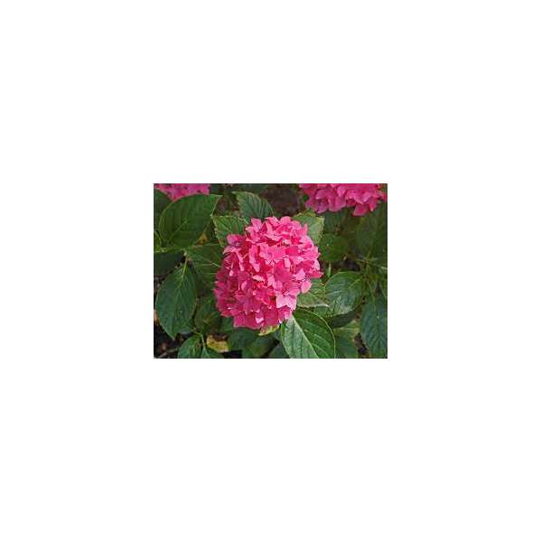 Hydrangea macrophylla'Pia' 