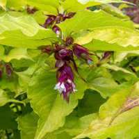 Leycesteria formosa'Little Lanterns' 