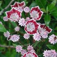 Kalmia latifolia'Galaxy' 