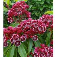 Kalmia latifolia'Kaleidoskop' 