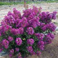 Lagerstroemia indica'Purple Star' 