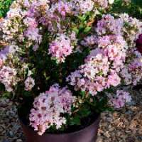 Lagerstroemia indica'With Love Babe' 