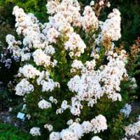Lagerstroemia indica'With Love Virgin' 