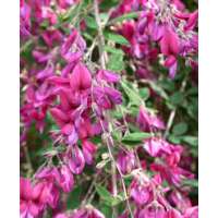 Lespedeza thunbergii 