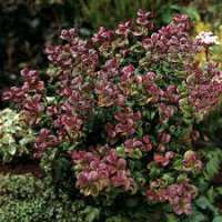 Leucothoe axillaris'Curly Red' 
