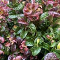 Leucothoe axillaris'Curly Crazy' 