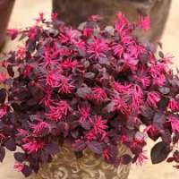 Loropetalum chinense'Fire Dance' 