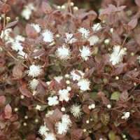 Lophomyrtus ralphii'Purpurea' 