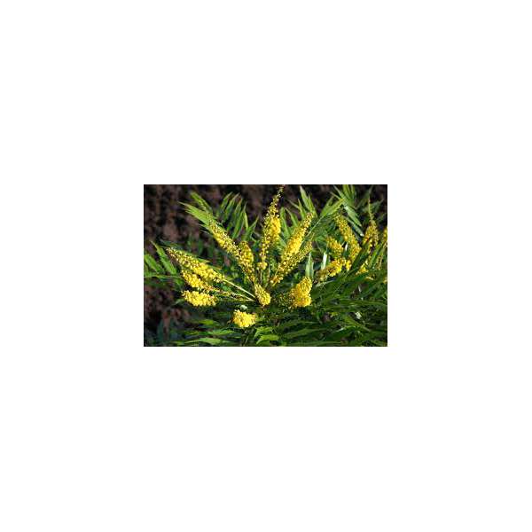 Mahonia'Magical Winterfern 