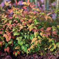 Nandina domestica'Blush Pink' 