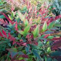 Nandina domestica'Red Light' 
