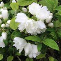 Philadelphus'Frosty Morn' 
