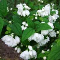 Philadelphus'Snowgoose' 