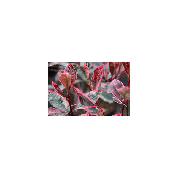 Photinia fraseri'Louise' 