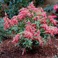 Pieris japonica'Polar Passion' 
